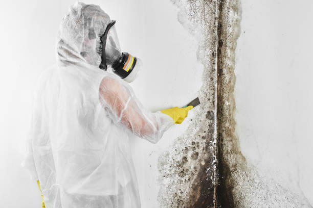 Best Post-Flood Mold Remediation in Graysville, TN