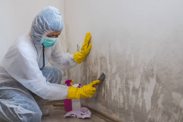 Best Black Mold Remediation in Graysville, TN