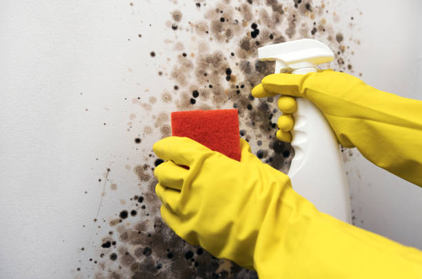 Best Emergency Mold Remediation in Graysville, TN